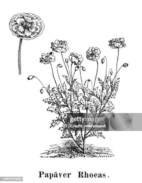 old engraved illustration of botany, common poppy, corn poppy, corn rose, field poppy, flanders poppy, and red poppy (papaver rhoeas) - miami food stock pictures, royalty-free photos & images