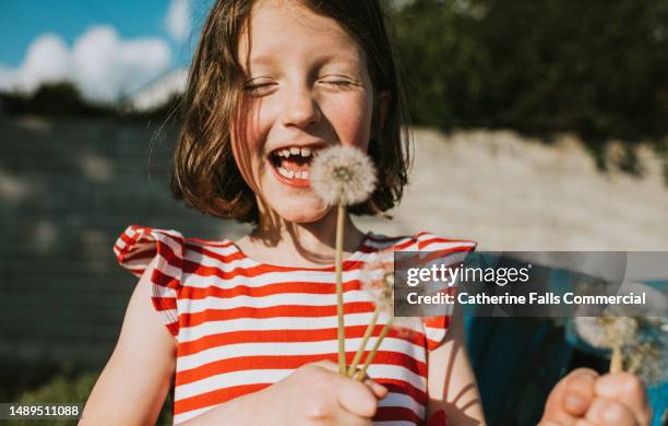 a happy little girl holds several dandelions and takes a deep breath in anticipation of blowing the seeds off the flower heads - great expectations stock pictures, royalty-free photos & images