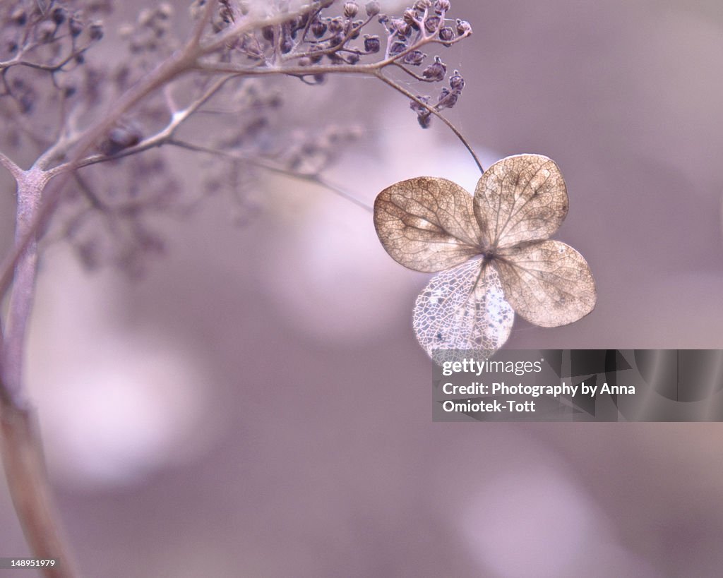 Dry Hydrangea flower