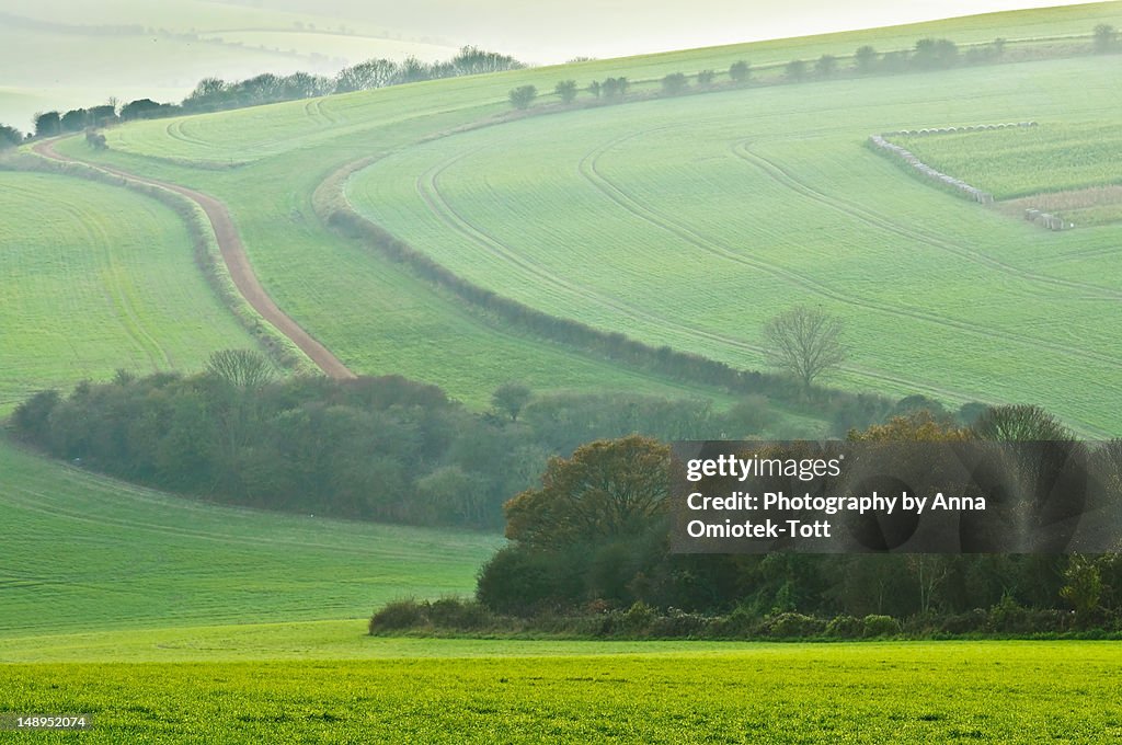 Patterns of green