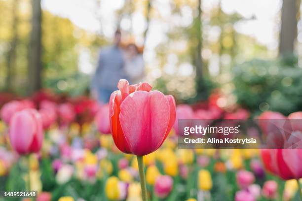 pink tulip among meadow of colorful flowers in gardens of keukenhof, lisse, holland, europe - keukenhof gardens stock pictures, royalty-free photos & images