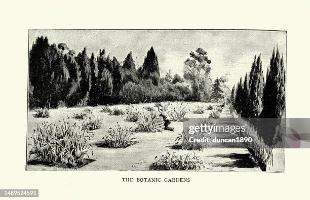 botanic gardens, royal agricultural college, cirencester, victorian horticulture, 19th century - botanik stock illustrations