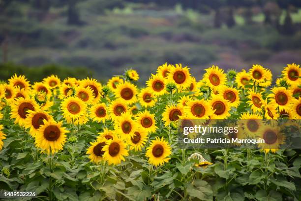 maui sunflower field - sustainable biodiesel alliance stock pictures, royalty-free photos & images