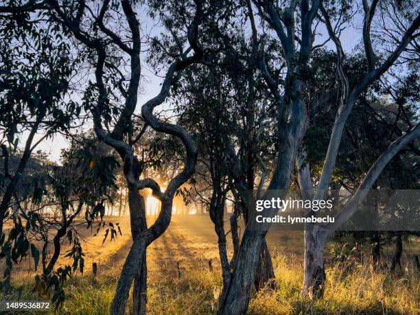 new england eucalyptus sunrise - eucalyptus tree stock pictures, royalty-free photos & images