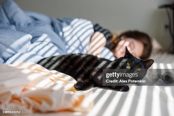 黒猫の朝のなで。眠そうな若い女性が太陽の光の中でベッドで黒猫をなでる。日光と影の縞模様がベッドと猫と飼い主を覆っています。前景の猫に焦点を当てます。 - 猫 影 ストックフォトと画像