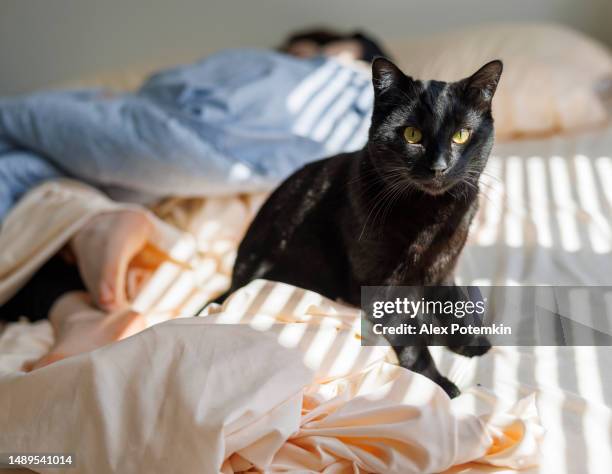 chat noir profitant du soleil du matin au lit. bandes de lumière et d’ombre couvrant le lit et l’animal. concentrez-vous sur le chat. gros plan - cats on the bed photos et images de collection