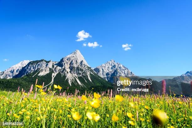 blühende frühlingswiese vor gebirgsmassiv in den alpen - calendula stock-fotos und bilder