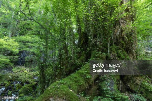 giant tree in green forest. - isogawyi fotografías e imágenes de stock