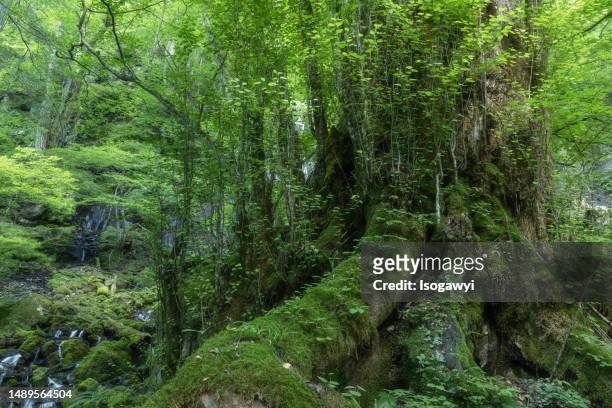 giant tree in green forest. - isogawyi stock pictures, royalty-free photos & images