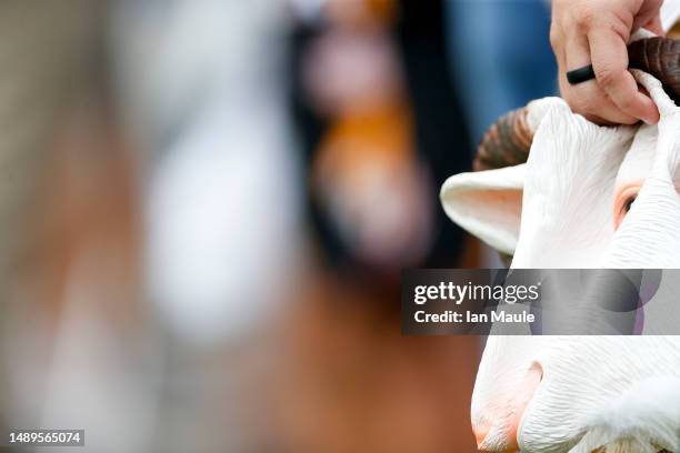 Fan holds onto a goat mask to show support for RangeGoats GC while watching golfers at the driving range during Day One of the LIV Golf Invitational...