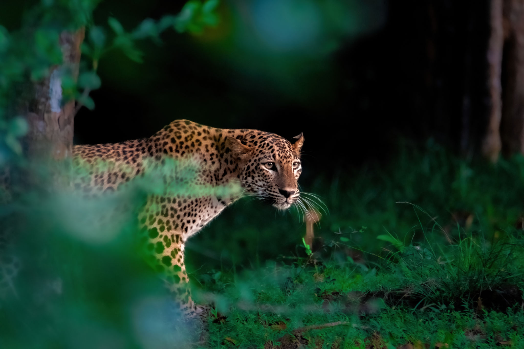 sri lanka wildlife