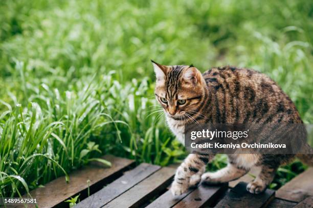 the cat is sitting in the grass outside - undomesticated cat stock pictures, royalty-free photos & images