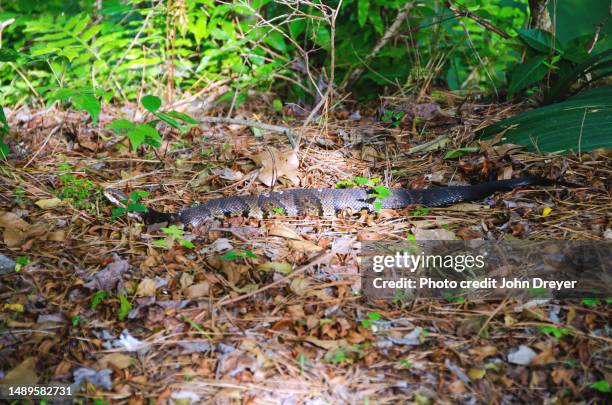 cottonmouth water moccasin snake - cottonmouth snake stock pictures, royalty-free photos & images