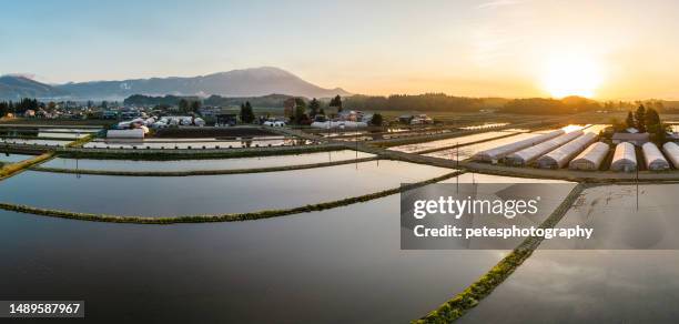 el campo rural del norte de japón reflexiona sobre los campos de arroz llenos de agua - prefectura de iwate fotografías e imágenes de stock