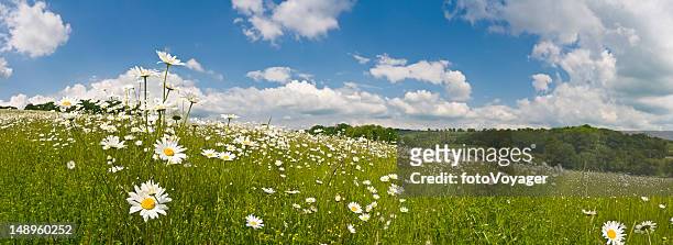 perfect summer meadow - rolling landscape stock pictures, royalty-free photos & images