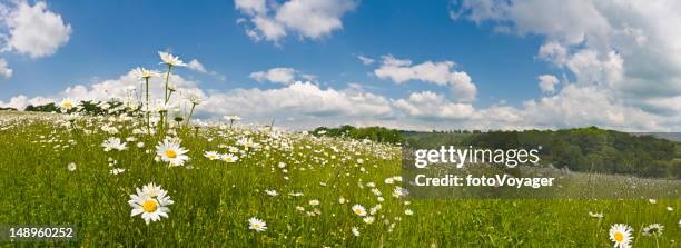 perfect summer meadow - english daisy stock pictures, royalty-free photos & images