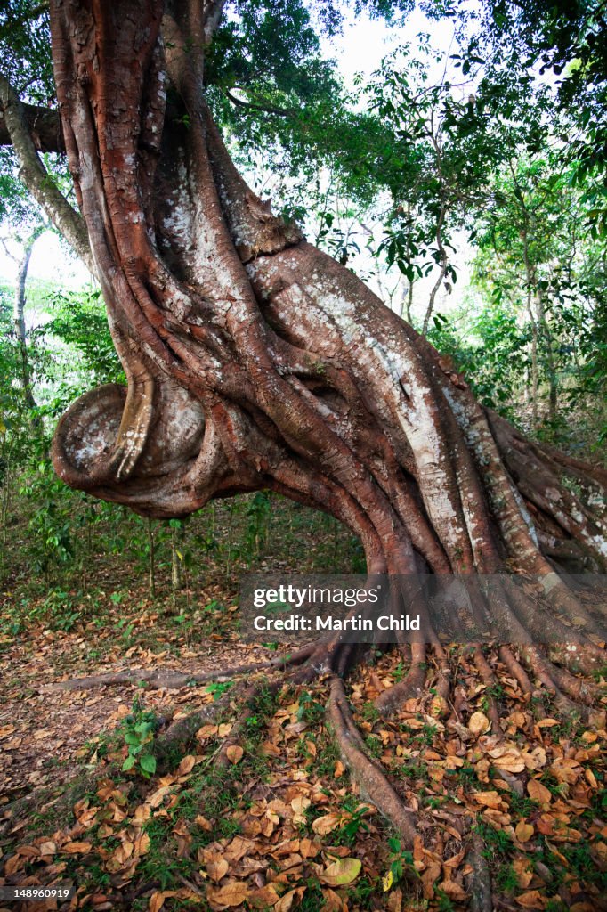 Twisted Tree Runk Twisted Tree Trunk In Perryar High-Res Stock Photo - Getty Images