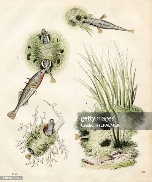 stickleback nest building color plate illustration 1855 - stickleback fish stock illustrations