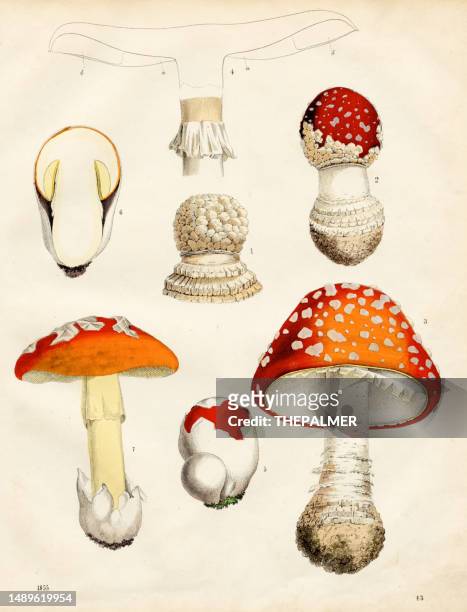 pilze: feldpilz, orangenpilz, fliegenpilz, champignon, amanita farbtafelillustration 1855 - wulstling stock-grafiken, -clipart, -cartoons und -symbole