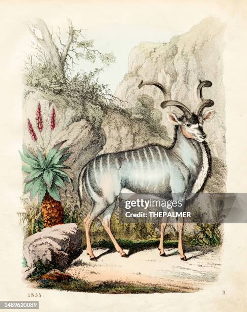 farbtafelillustration der großen kuduantilope, 1855 - kudu stock-grafiken, -clipart, -cartoons und -symbole