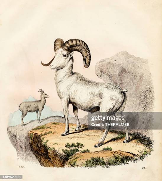 bergschaf farbtafel illustration 1855 - kudu stock-grafiken, -clipart, -cartoons und -symbole