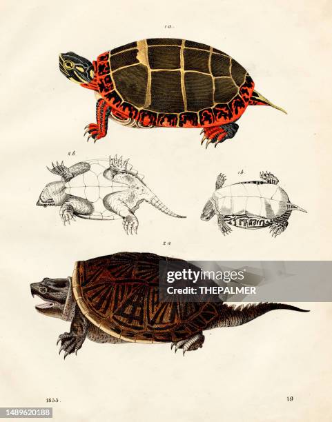 ilustraciones, imágenes clip art, dibujos animados e iconos de stock de tortugas de pantano: tortuga pintada, tortuga mordedora placa de color ilustración 1855 - dermoquélidos