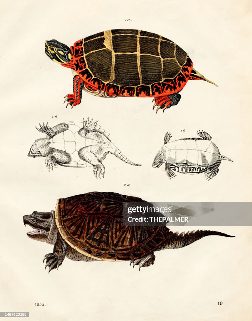 Swamp turtles: painted turtle, snapping turtle color plate illustration 1855