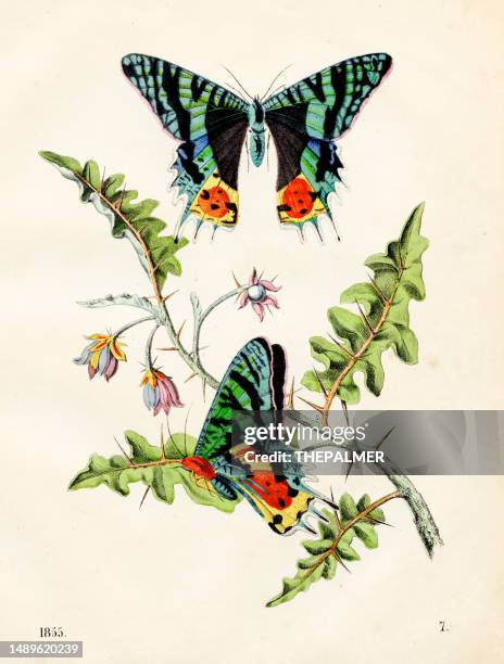 madagaskar sonnenuntergangsmotte farbtafelillustration 1855 - sunset moth stock-grafiken, -clipart, -cartoons und -symbole