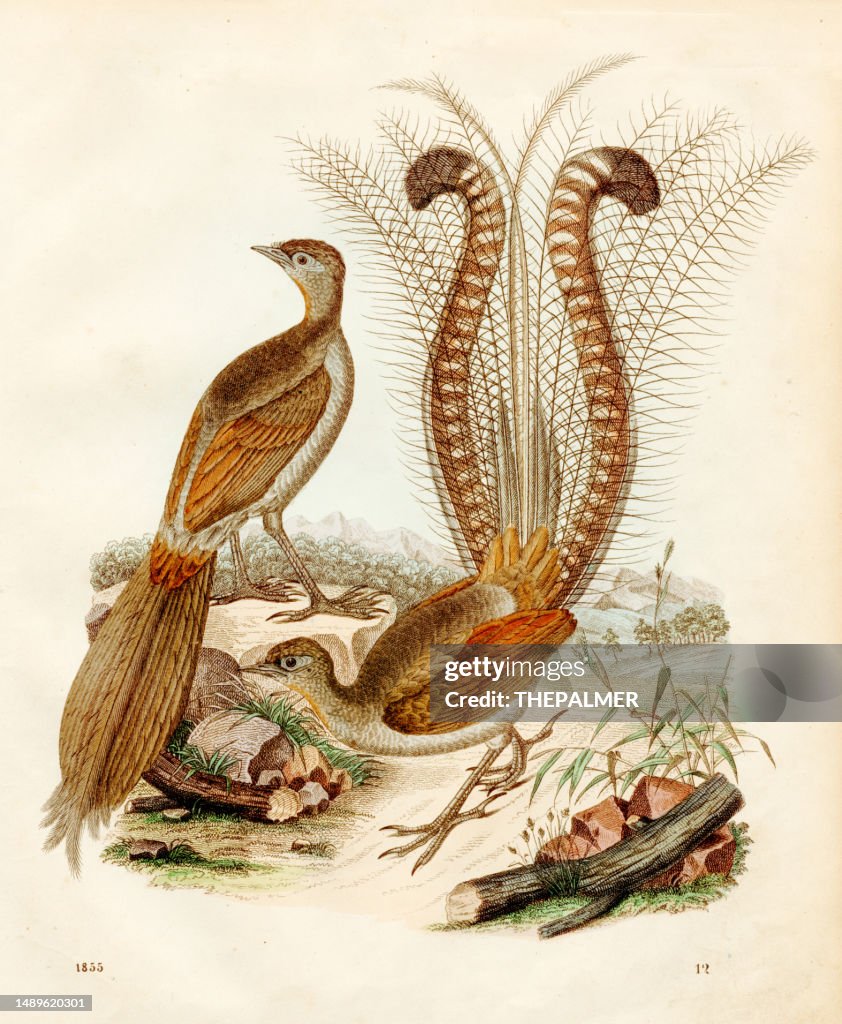 Lyrebird color plate illustration 1855