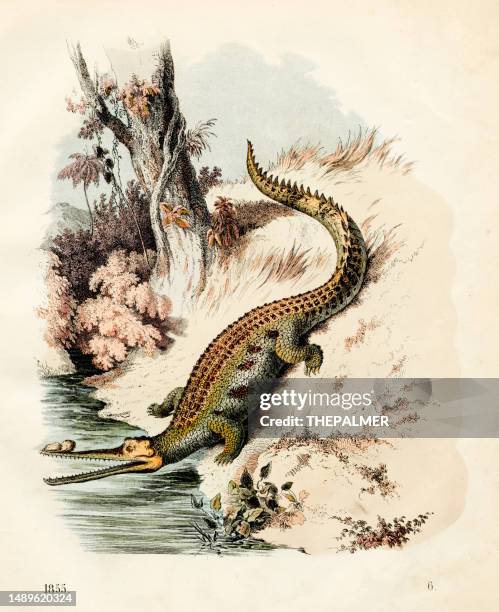 the ganges crocodile color plate illustration 1855 - gharial stock illustrations