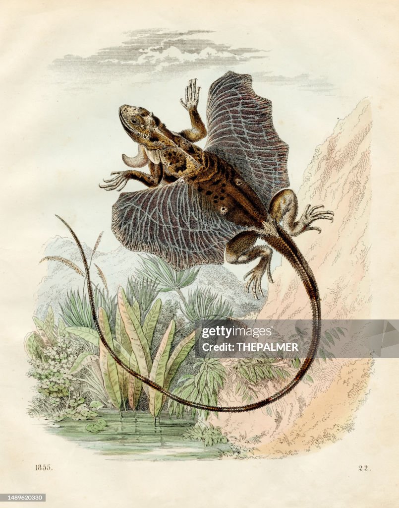 Fringed Flying Dragon color plate illustration 1855