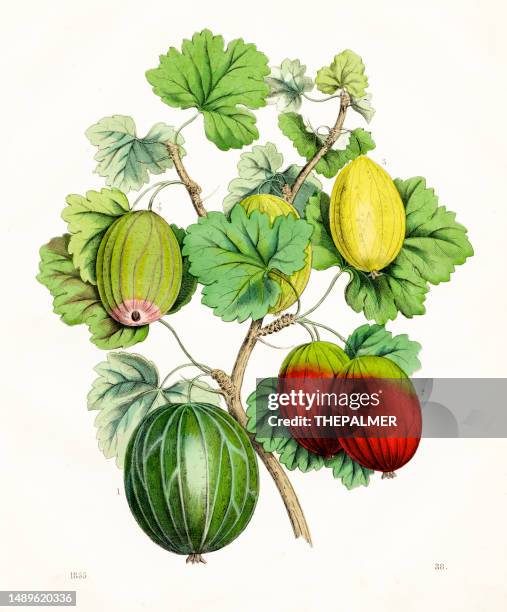 gooseberries: european goosegog, american wild gooseberry color plate illustration 1855 - gooseberry stock illustrations