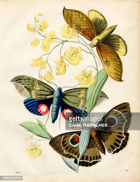 fremde schmetterlinge: nachtfalter, eulenmotte farbtafelillustration 1855 - sunset moth stock-grafiken, -clipart, -cartoons und -symbole