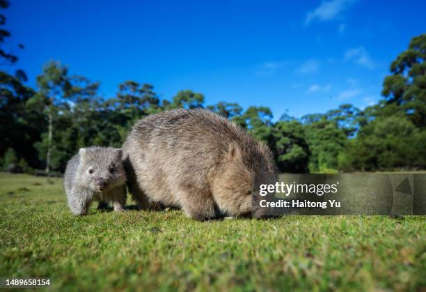 young wombat with its mother - wombat stock-fotos und bilder