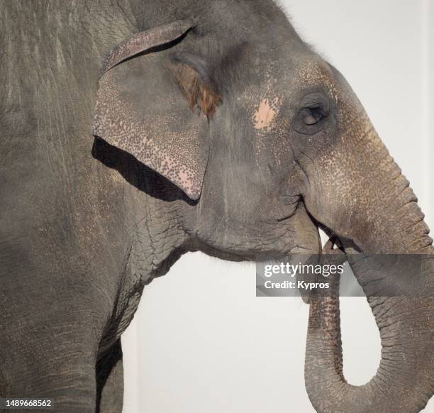 asian elephant trunk - indian elephant 個照片及圖片檔
