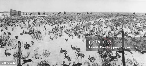 An extensively retouched image of a rabbit drive taking place in South Australia, circa 1930. The hunters can be seen on horseback in the background....