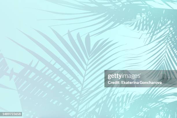 a blurred shadow of palm leaves on a green blue wall background. - tropisches muster stock-fotos und bilder