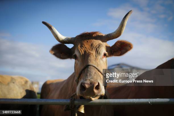 Cow during the third edition of the Feira em Defesa do Gandeiro da Montaña, on 13 May, 2023 in Cervantes, Lugo, Galicia, Spain. This year's Feira em...