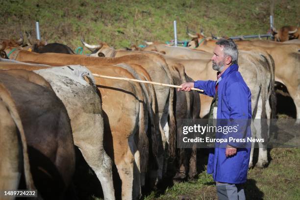 Farmer treats cows during the third edition of the Feira em Defesa do Gandeiro da Montaña, on 13 May, 2023 in Cervantes, Lugo, Galicia, Spain. This...