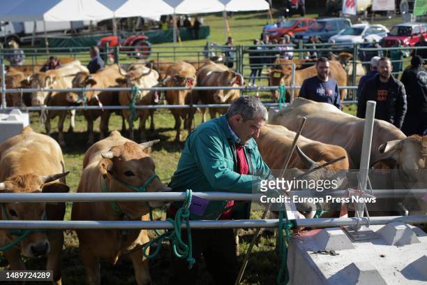 Farmer treats cows during the third edition of the Feira em Defesa do Gandeiro da Montaña, on 13 May, 2023 in Cervantes, Lugo, Galicia, Spain. This...