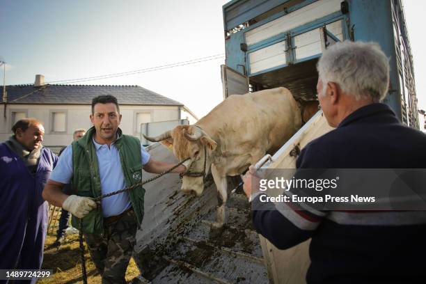 Farmer pulls cows out of a truck during the third edition of the Feira em Defesa do Gandeiro da Montaña, on 13 May, 2023 in Cervantes, Lugo, Galicia,...