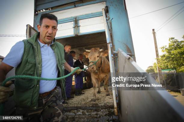 Farmer pulls cows out of a truck during the third edition of the Feira em Defesa do Gandeiro da Montaña, on 13 May, 2023 in Cervantes, Lugo, Galicia,...