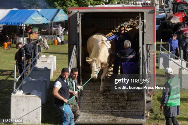 Cattle farmers take cows out of a truck during the third edition of the Feira em Defesa do Gandeiro da Montaña, on 13 May, 2023 in Cervantes, Lugo,...