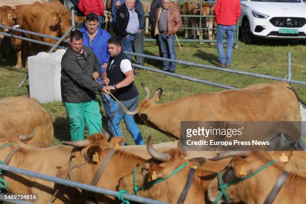 Farmers pull cows trying to move them during the third edition of the Feira em Defesa do Gandeiro da Montaña, on 13 May, 2023 in Cervantes, Lugo,...