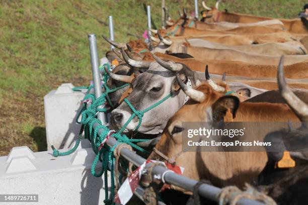 Cows during the third edition of the Feira em Defesa do Gandeiro da Montaña, on 13 May, 2023 in Cervantes, Lugo, Galicia, Spain. This year's Feira em...
