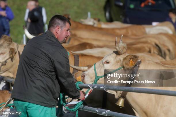 Farmer treats cows during the third edition of the Feira em Defesa do Gandeiro da Montaña, on 13 May, 2023 in Cervantes, Lugo, Galicia, Spain. This...