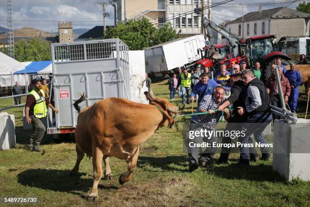 Cattlemen pull cows during the third edition of the Feira em Defesa do Gandeiro da Montaña, on 13 May, 2023 in Cervantes, Lugo, Galicia, Spain. This...