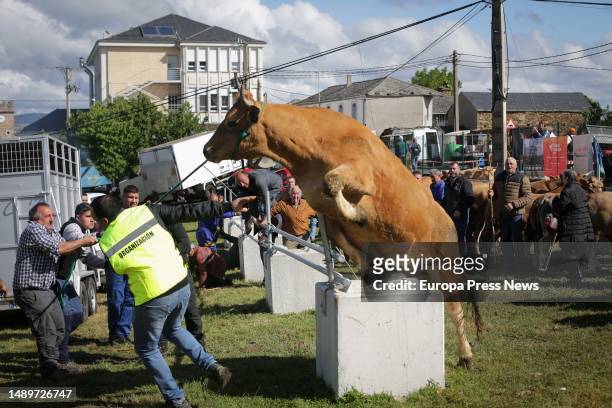 Cow jumps during the third edition of the Feira em Defesa do Gandeiro da Montaña, on 13 May, 2023 in Cervantes, Lugo, Galicia, Spain. This year's...
