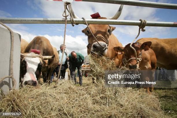 Cow eats during the third edition of the Feira em Defesa do Gandeiro da Montaña, on 13 May, 2023 in Cervantes, Lugo, Galicia, Spain. This year's...