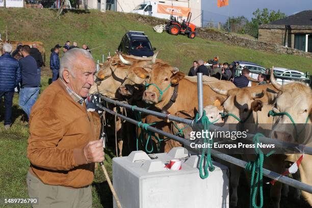 Person observes cows during the third edition of the Feira em Defesa do Gandeiro da Montaña, on 13 May, 2023 in Cervantes, Lugo, Galicia, Spain. This...